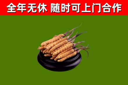 阿巴嘎旗烟酒回收冬虫夏草.jpg